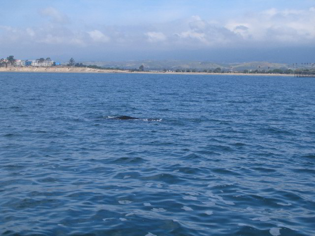 Santa-Barbara-Whale-Watching-77