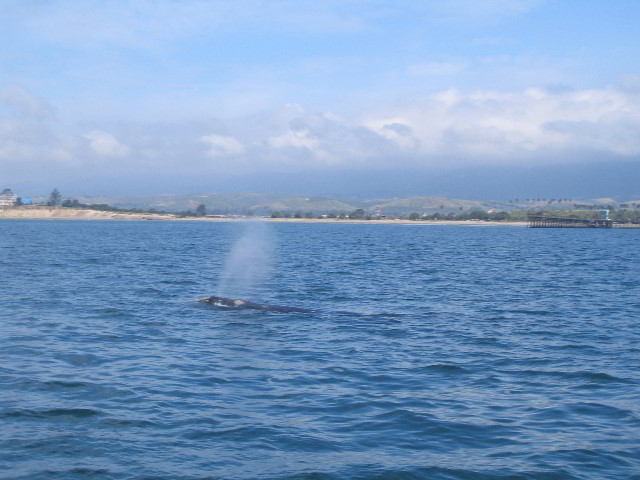 Santa-Barbara-Whale-Watching-79