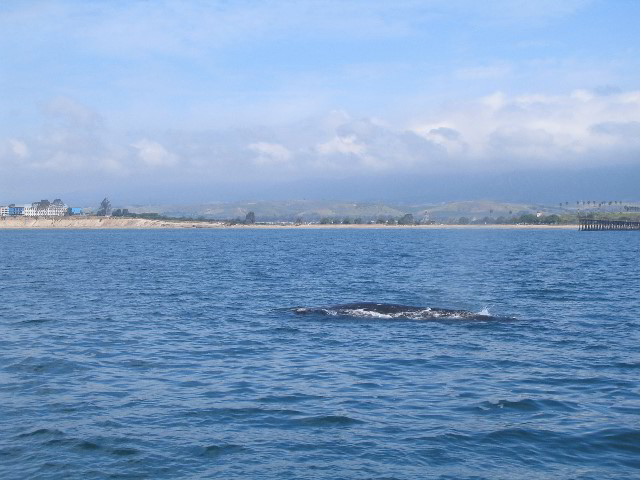 Santa-Barbara-Whale-Watching-81