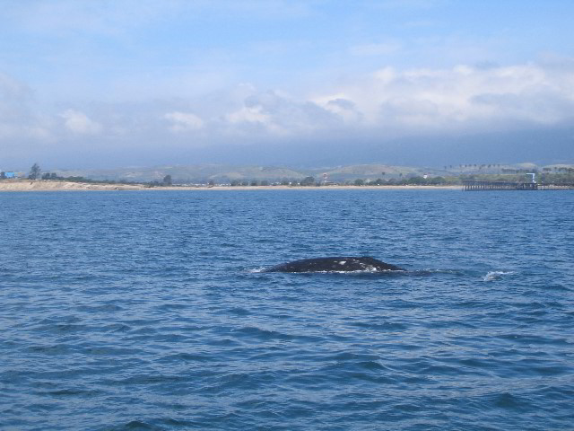 Santa-Barbara-Whale-Watching-83