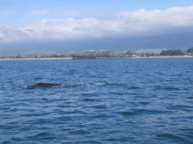 Santa-Barbara-Whale-Watching-85