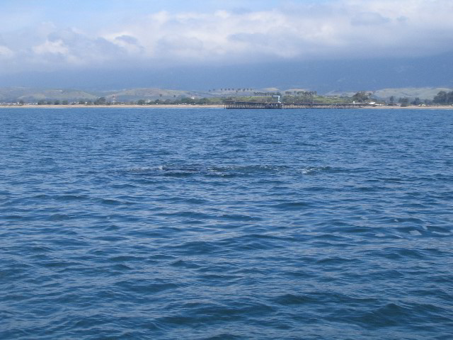 Santa-Barbara-Whale-Watching-86