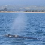 Whale Watching In Santa Barbara California