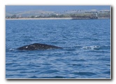 Santa-Barbara-Whale-Watching-01