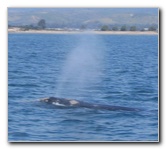 Santa-Barbara-Whale-Watching-02