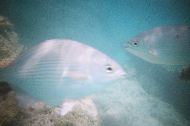 AquaWorld-Jungle-Tour-05