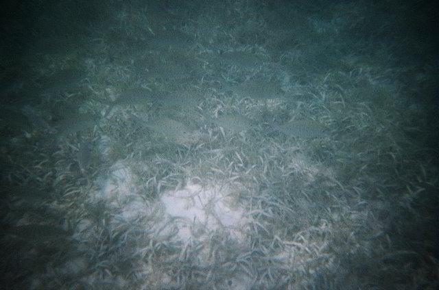 AquaWorld-Jungle-Tour-09