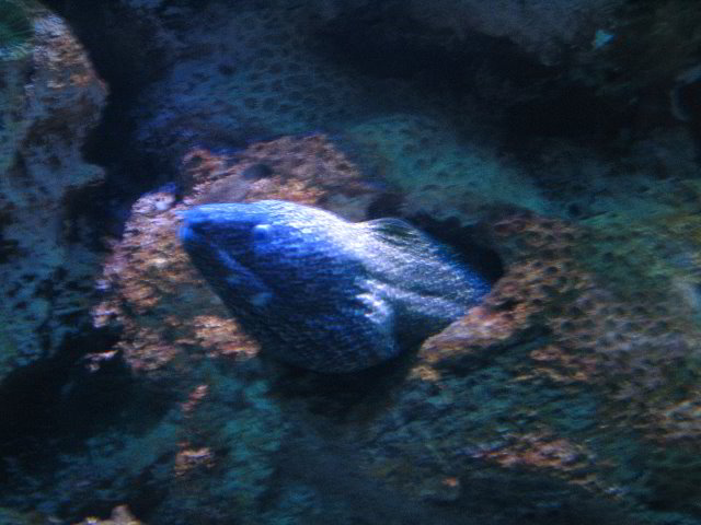 Interactive-Aquarium-La-Isla-Cancun-02