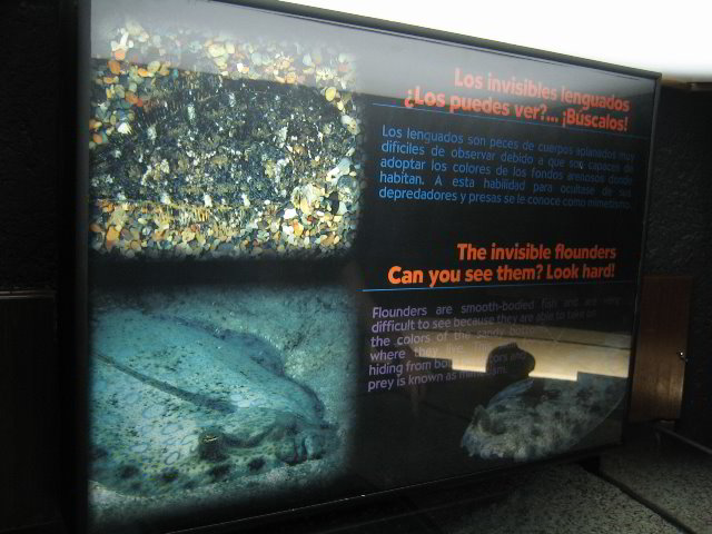Interactive-Aquarium-La-Isla-Cancun-07