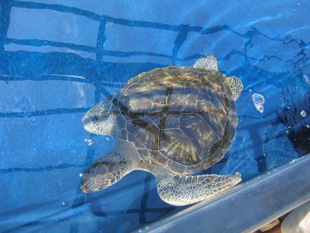 Interactive-Aquarium-La-Isla-Cancun-10