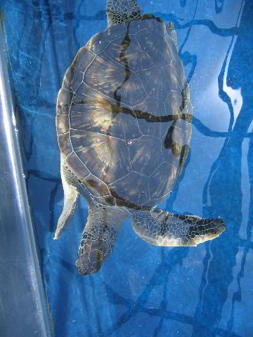 Interactive-Aquarium-La-Isla-Cancun-11