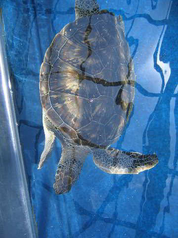 Interactive-Aquarium-La-Isla-Cancun-11