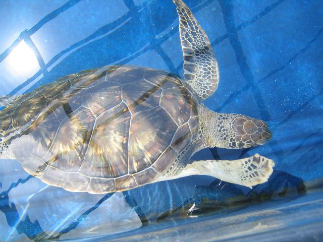 Interactive-Aquarium-La-Isla-Cancun-17