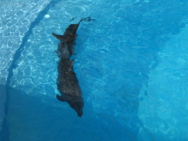 Interactive-Aquarium-La-Isla-Cancun-22