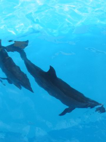 Interactive-Aquarium-La-Isla-Cancun-23