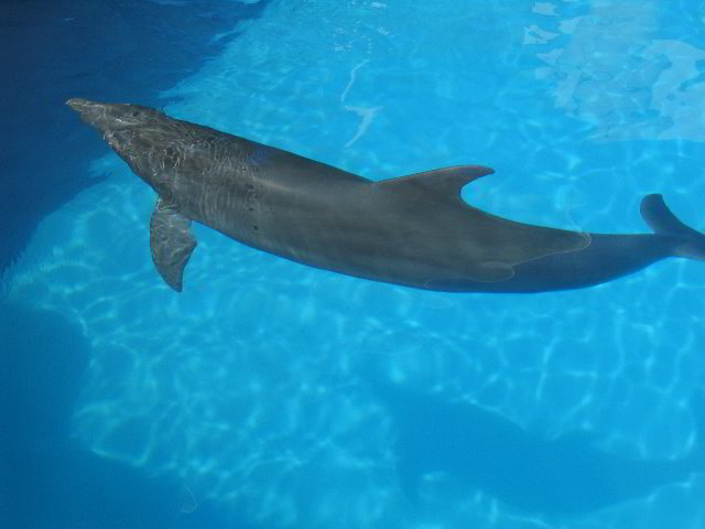 Interactive-Aquarium-La-Isla-Cancun-27