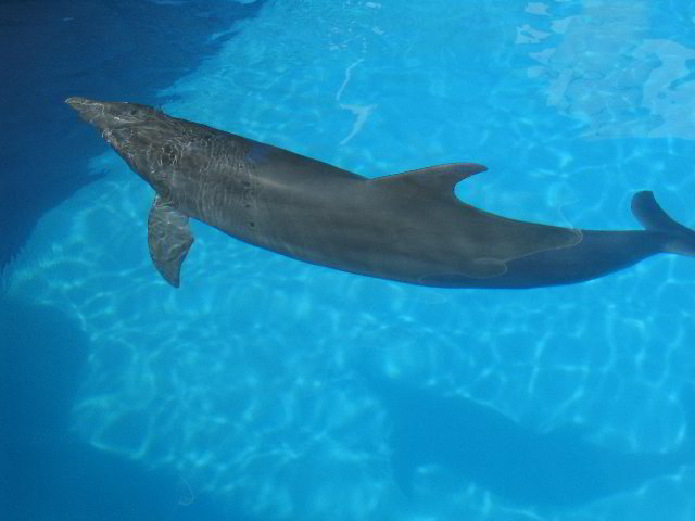 Interactive-Aquarium-La-Isla-Cancun-27