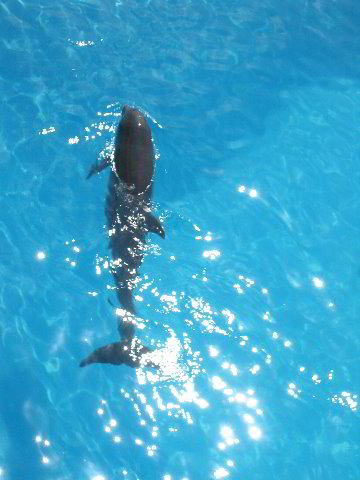 Interactive-Aquarium-La-Isla-Cancun-28