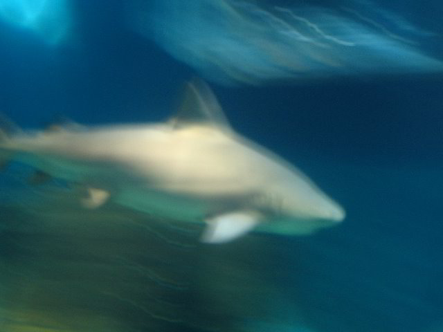 Interactive-Aquarium-La-Isla-Cancun-30