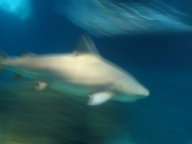 Interactive-Aquarium-La-Isla-Cancun-30