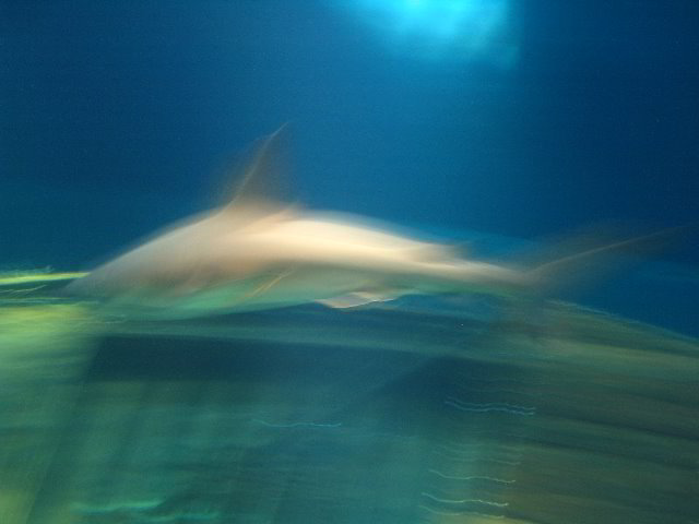 Interactive-Aquarium-La-Isla-Cancun-31