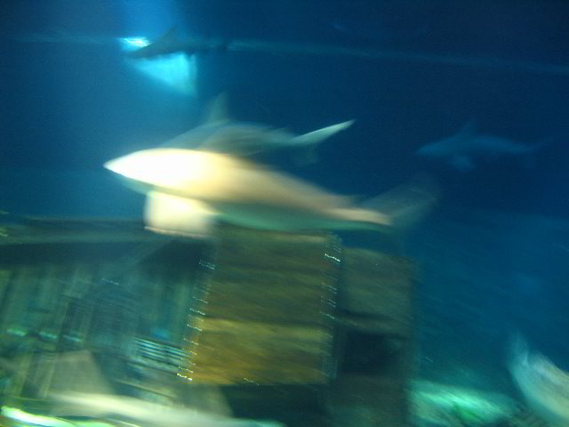 Interactive-Aquarium-La-Isla-Cancun-32