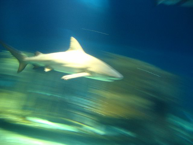 Interactive-Aquarium-La-Isla-Cancun-35