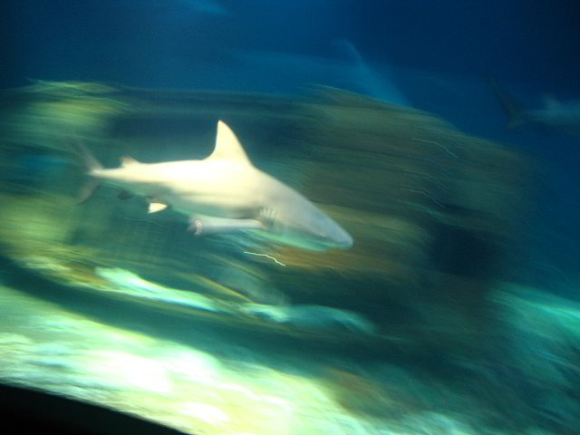 Interactive-Aquarium-La-Isla-Cancun-37