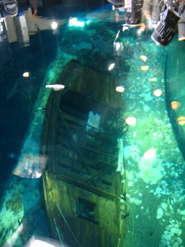 Interactive-Aquarium-La-Isla-Cancun-41