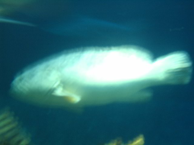 Interactive-Aquarium-La-Isla-Cancun-44