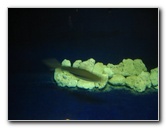 Interactive-Aquarium-La-Isla-Cancun-42