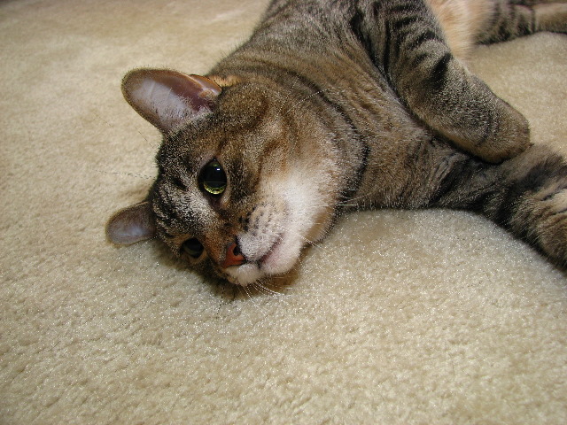 Canon-Speedlite-430EX-Flash-Review-023