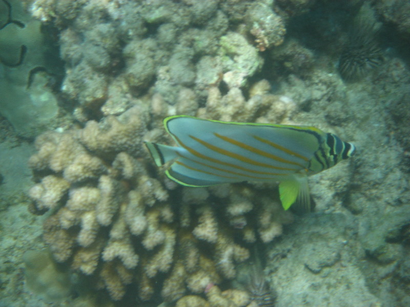 Canon-Underwater-Digital-Camera-Case-Review-023