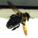 Carpenter Bee Insect Pest Control Guide