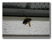 Carpenter-Bee-Insect-Pest-Control-001