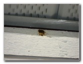 Carpenter-Bee-Insect-Pest-Control-003