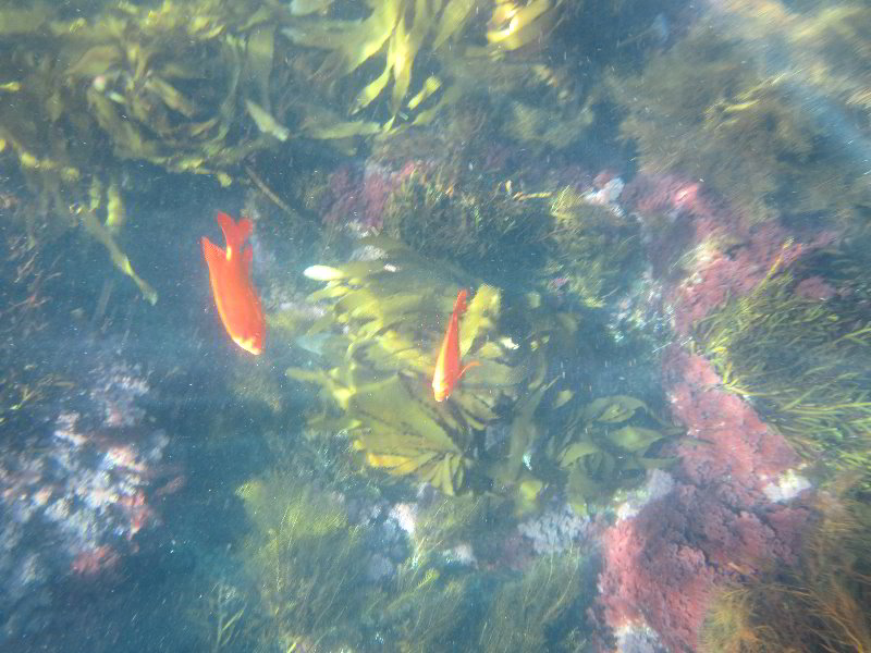 Casino-Point-Snorkeling-Avalon-Catalina-Island-CA-017