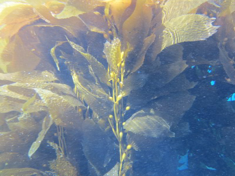 Casino-Point-Snorkeling-Avalon-Catalina-Island-CA-018