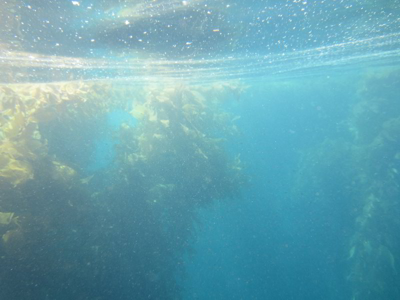 Casino-Point-Snorkeling-Avalon-Catalina-Island-CA-019