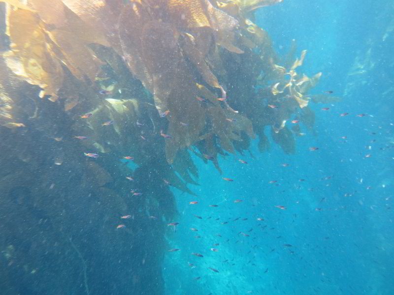 Casino-Point-Snorkeling-Avalon-Catalina-Island-CA-020