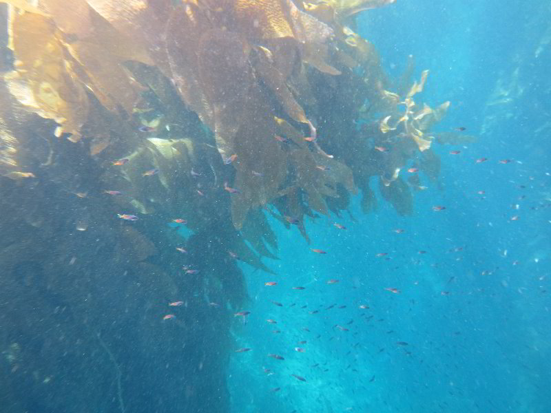 Casino-Point-Snorkeling-Avalon-Catalina-Island-CA-020