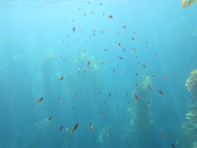 Casino-Point-Snorkeling-Avalon-Catalina-Island-CA-021
