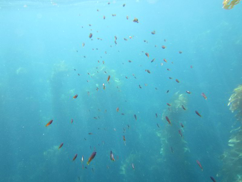 Casino-Point-Snorkeling-Avalon-Catalina-Island-CA-021