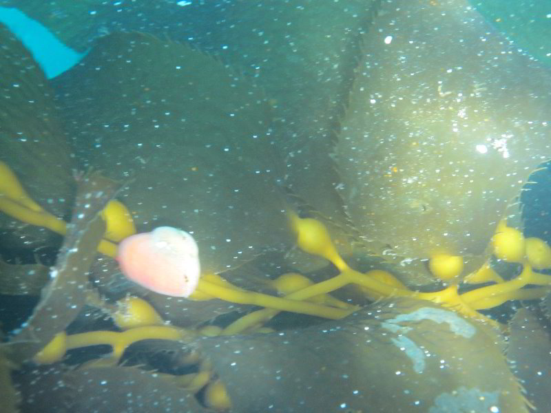 Casino-Point-Snorkeling-Avalon-Catalina-Island-CA-024