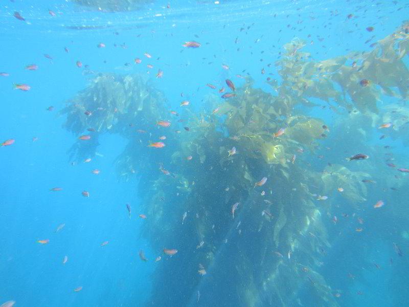 Casino-Point-Snorkeling-Avalon-Catalina-Island-CA-026