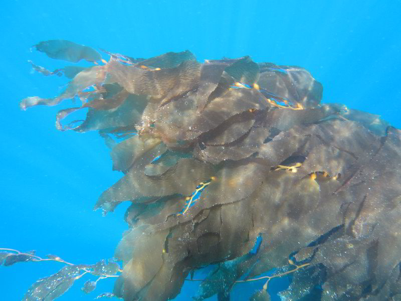 Casino-Point-Snorkeling-Avalon-Catalina-Island-CA-027