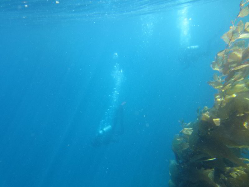 Casino-Point-Snorkeling-Avalon-Catalina-Island-CA-028