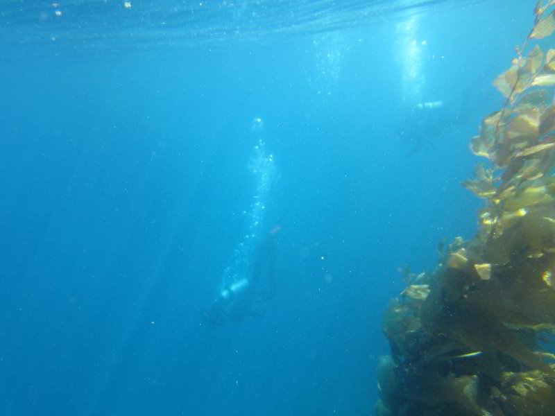 Casino-Point-Snorkeling-Avalon-Catalina-Island-CA-028