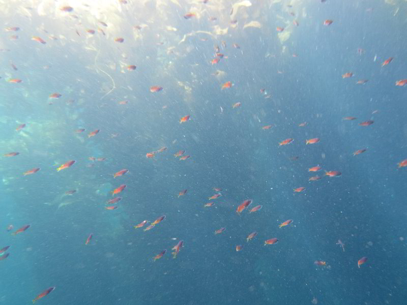 Casino-Point-Snorkeling-Avalon-Catalina-Island-CA-030