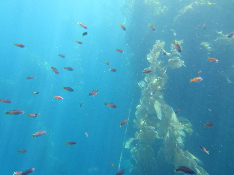 Casino-Point-Snorkeling-Avalon-Catalina-Island-CA-032